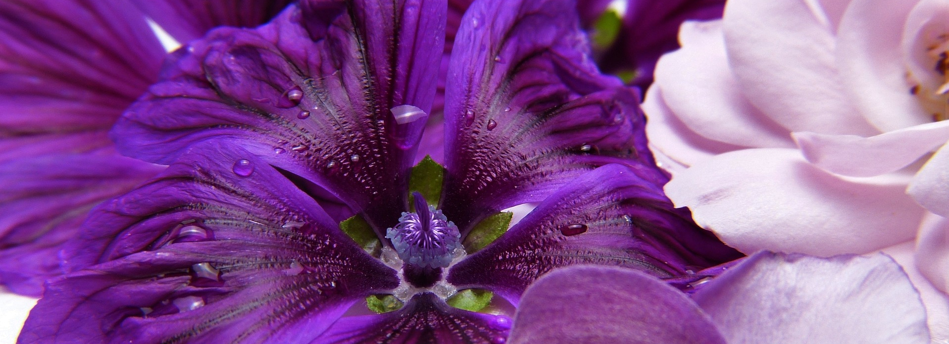 blumen-lila.15.65631f07c1fde