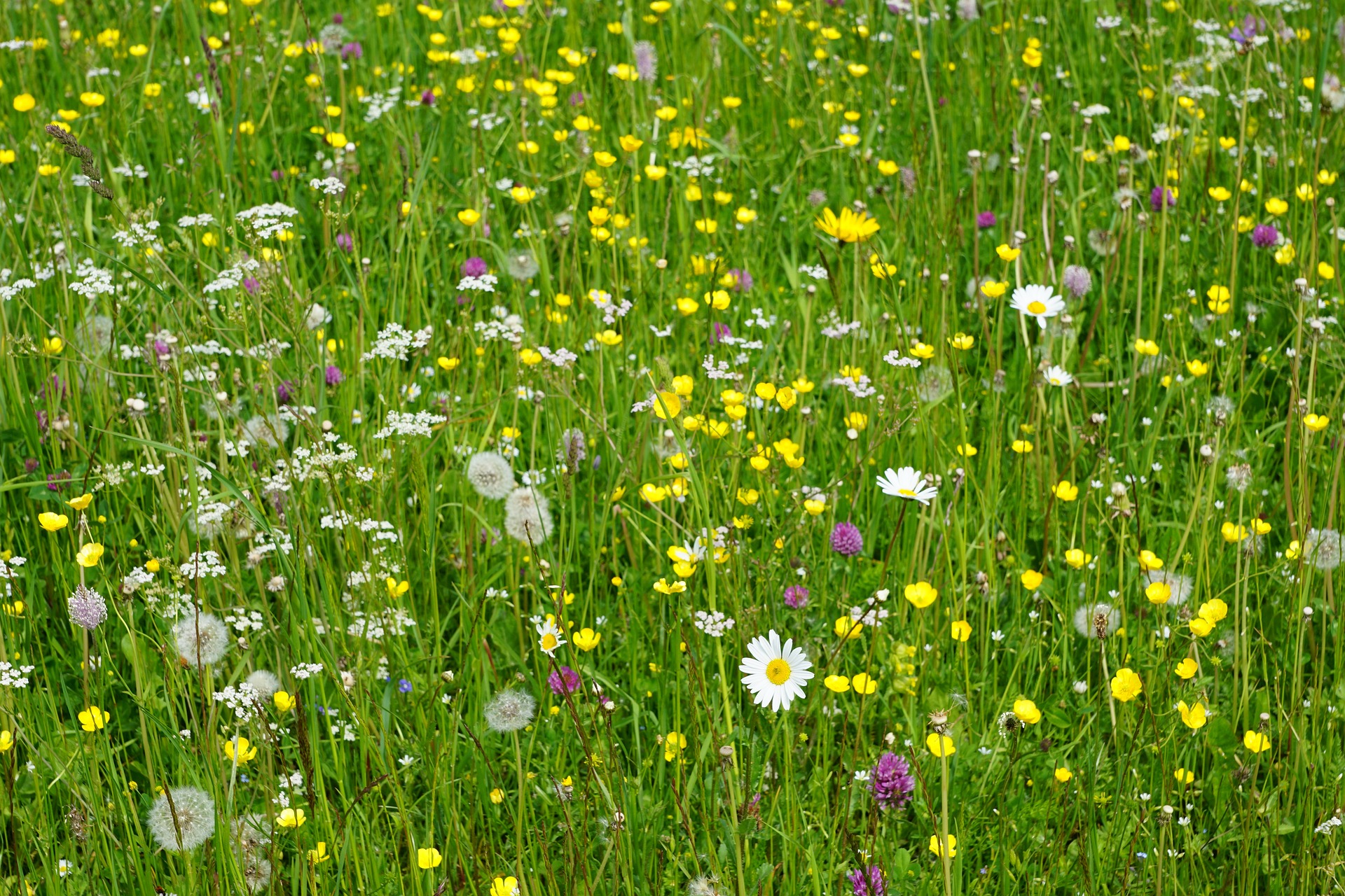 blumenwiese
